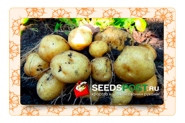 Главные секреты выращивания вкусного картофеля