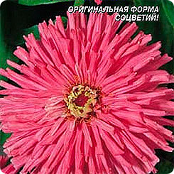 Цинния супер кактус Сеньорита, 0,3 г Цинния супер кактус Сеньорита, 0,3 г