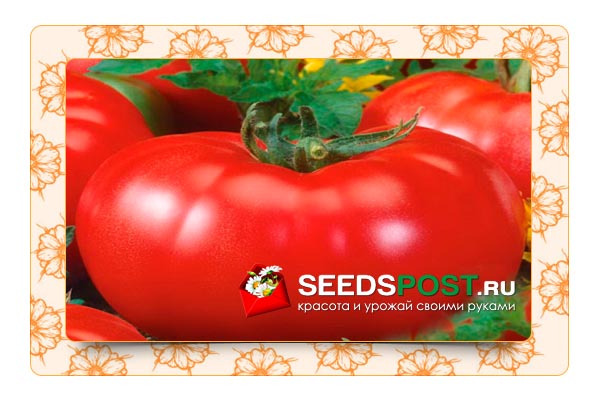 Урожайные томаты: 11 лучших сортов для теплицы.