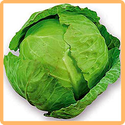 Капуста белокочанная Ортус F1, 10 шт. Takii-Seeds Капуста белокочанная Ортус F1, 10 шт. Takii-Seeds