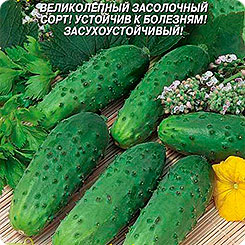 Огурец Дальневосточный 27, 12 шт. Огурец Дальневосточный 27, 12 шт.