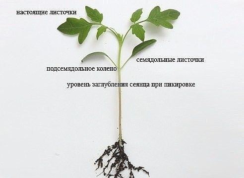 Рассада помидоров: технология выращивания Рассада помидоров: технология выращивания