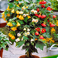 Абутилон Китайский, 0,1 г (≈ 8 шт.) Абутилон Китайский, 0,1 г (≈ 8 шт.)