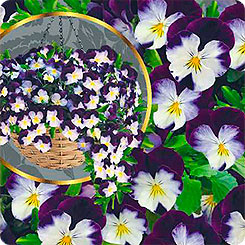 Виола ампельная Летняя волна Бело-Фиолетовая F1, 5 шт. PanAmerican Seeds Профессиональные семена