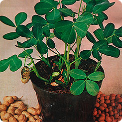 Арахис Культурный (Земляной орех), 5 шт. Арахис Культурный (Земляной орех), 5 шт.