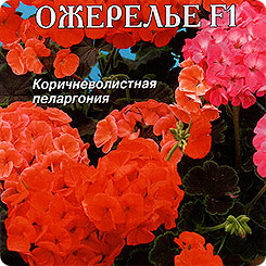 Пеларгония зональная Ожерелье F1, Смесь, 4 шт. Пеларгония зональная Ожерелье F1, Смесь, 4 шт.
