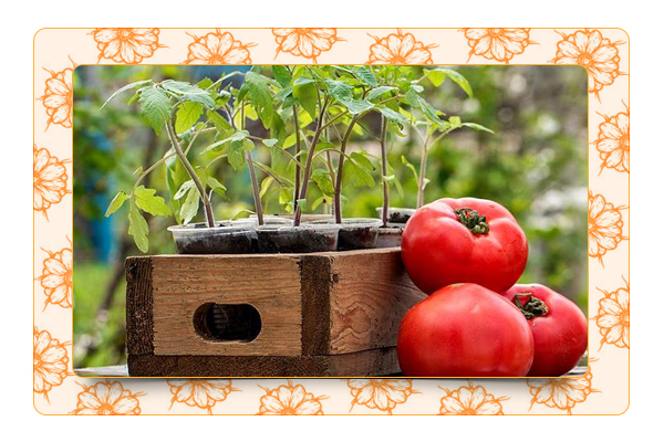 Совместимость овощей в огороде — что сажать с помидорами