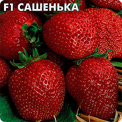 Клубника крупноплодная Сашенька F1, 15 шт. Клубника крупноплодная Сашенька F1, 15 шт.