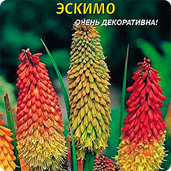 Книфофия ягодная Эскимо, 0,1 г Книфофия ягодная Эскимо, 0,1 г