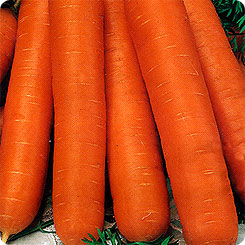 Морковь Нелли ® F1, 1,5 г