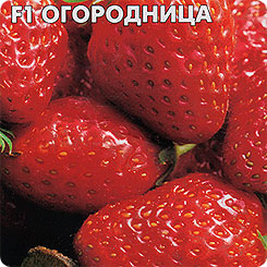 Земляника Огородница F1, 15 шт. Земляника Огородница F1, 15 шт.