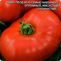 Томат Хлеб да соль, 25 шт. Томат Хлеб да соль, 25 шт.