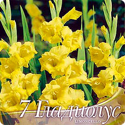 Гладиолус крупноцветковый LIMONCELLO, 7 шт. Гладиолус крупноцветковый LIMONCELLO, 7 шт.