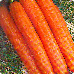 Морковь Болеро F1, 0,5 г Французская линия