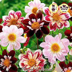 Георгин COLLARETTE MIXED, 5 шт. Георгин COLLARETTE MIXED, 5 шт.