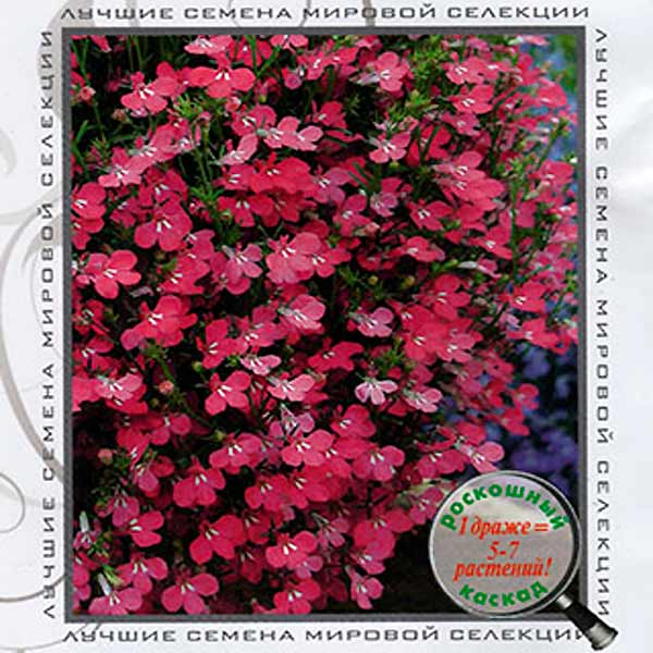 Лобелия ампельная Регата Розовая, 10 драже (1 драже 5-7 растений) Профессиональные семена