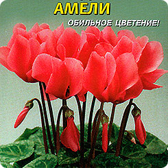 Цикламен персидский Амели, 3 шт. Цикламен персидский Амели, 3 шт.
