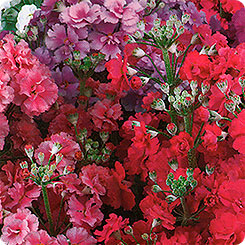 Примула махровая Джульетта, Смесь, 10 шт. Примула махровая Джульетта, Смесь, 10 шт.