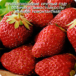 Клубника Флориан F1, 4 шт. Клубника Флориан F1, 4 шт.