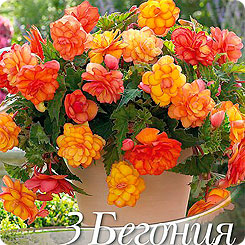 Бегония BALCONY GOLDEN, 3 шт. Бегония BALCONY GOLDEN, 3 шт.