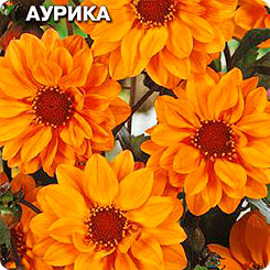Георгина Аурика, 0,2 г Георгина Аурика, 0,2 г