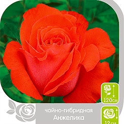 Роза чайно-гибридная АНЖЕЛИКА, 1 шт. Роза чайно-гибридная АНЖЕЛИКА, 1 шт.