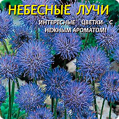 Букашник Небесные лучи, 80 шт. Букашник Небесные лучи, 80 шт.