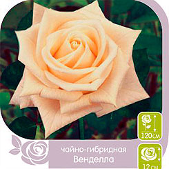 Роза чайно-гибридная ВЕНДЕЛЛА, 1 шт. Роза чайно-гибридная ВЕНДЕЛЛА, 1 шт.