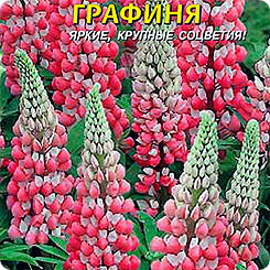 Люпин многолетний Графиня, 0,45 г Люпин многолетний Графиня, 0,45 г