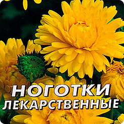Ноготки Лекарственные, 0,3 г Аптека на грядке Ноготки Лекарственные, 0,3 г Аптека на грядке