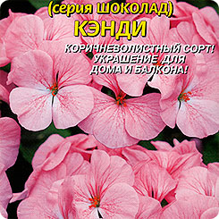 Пеларгония зональная Шоколад Кэнди F1, 3 шт. Пеларгония зональная Шоколад Кэнди F1, 3 шт.