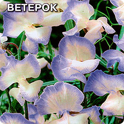 Душистый горошек Ветерок, 0,5 г Душистый горошек Ветерок, 0,5 г