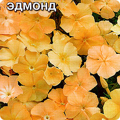 Флокс Друммонда крупноцветковый Эдмонд, 0,2 г