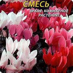 Цикламен персидский Крупноцветковый, Смесь, 3 шт. Цикламен персидский Крупноцветковый, Смесь, 3 шт.