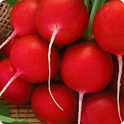 Редис Кримсон Гиант Глоб, 1 г Wing Seed Редис Кримсон Гиант Глоб, 1 г Wing Seed