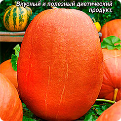Тыква крупноплодная Сахарный гигант, 2 г Тыква крупноплодная Сахарный гигант, 2 г