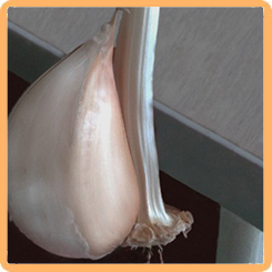 Лук - чеснок Рокамболь, 3 зубка
