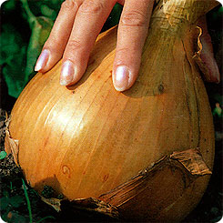 Лук репчатый Глобо, 0,5 г Лук репчатый Глобо, 0,5 г