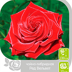 Роза чайно-гибридная РЕД ВЕЛЬВЕТ, 1 шт. Роза чайно-гибридная РЕД ВЕЛЬВЕТ, 1 шт.