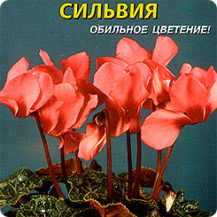 Цикламен персидский Сильвия, 3 шт. Цикламен персидский Сильвия, 3 шт.