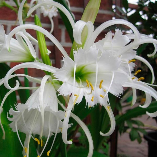 Исмене FESTALIS, 2 шт. Исмене FESTALIS, 2 шт.