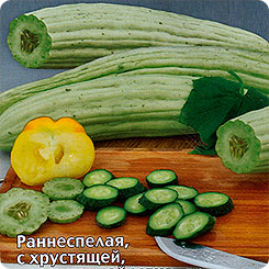 Дыня змеевидная (армянский огурец) Богатырь Белый, 0,5 г Дыня змеевидная (армянский огурец) Богатырь Белый, 0,5 г