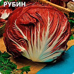 Салат цикорный кочанный Рубин, 0,5 г