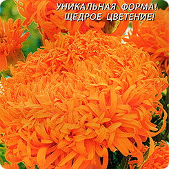 Бархатцы Фантастик Оранж, 30 шт. Бархатцы Фантастик Оранж, 30 шт.