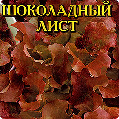 Салат Шоколадный лист, 0,5 г Салат Шоколадный лист, 0,5 г