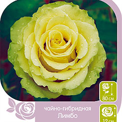 Роза чайно-гибридная ЛИМБО, 1 шт. Роза чайно-гибридная ЛИМБО, 1 шт.