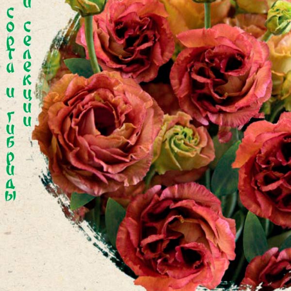 Эустома крупноцветковая Розалина Шоколадный мусс F1, 4 шт. Sakata Элитные сорта и гибриды