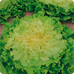 Эндивий Кучерявец, 0,1 г Эндивий Кучерявец, 0,1 г