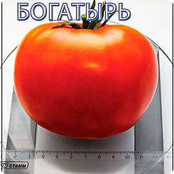 Томат Богатырь, 15 шт. Томат Богатырь, 15 шт.