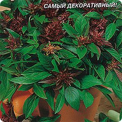 Базилик Тайская королева, 0,1 г (ПС) Базилик Тайская королева, 0,1 г (ПС)